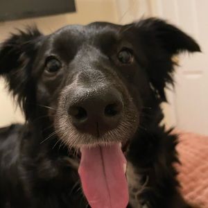 Meet your Posher, Lindsey